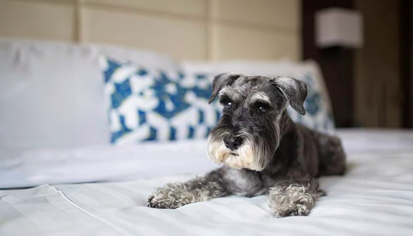 Small dog resting on a bed in the Park Hotel