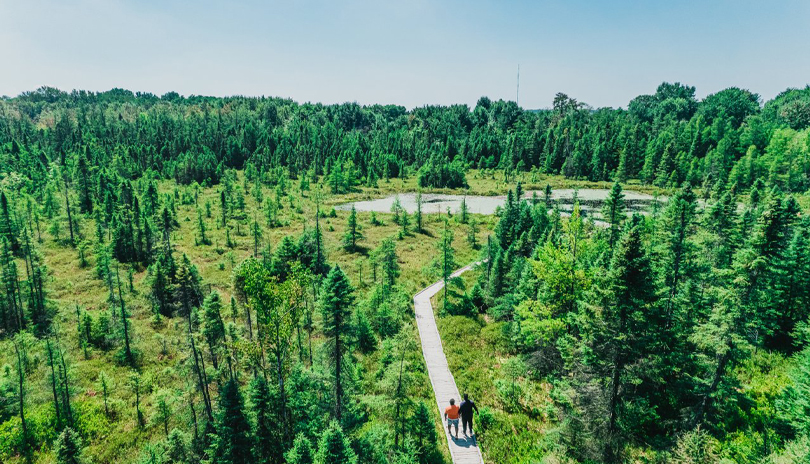 Father & son walking on a boardwalk at Sifton Bog Trail in London, London, Ontario, Canada