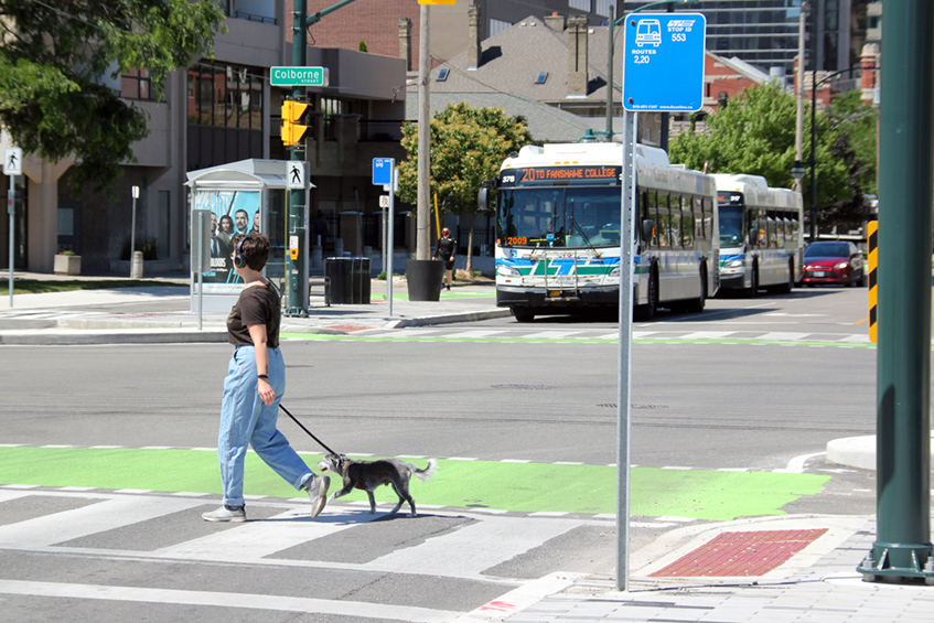 A person walking their dog and crossing a street in downtown London, Ontario
