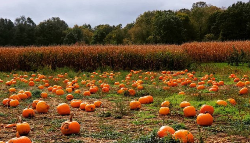 A pumpkin patch with a golden corn field behind it in London, Ontario