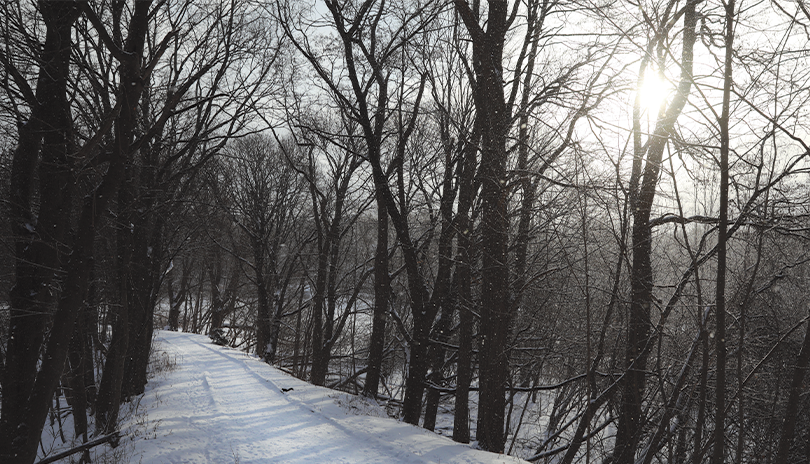 Empty trail on Thames Valley Parkway with snowy trees all around