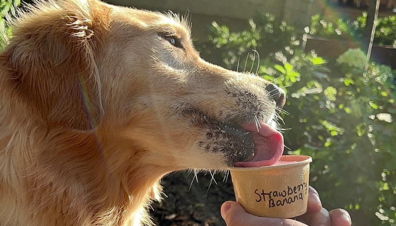 A dog licks ice cream out of a puppy cup in London, Ontario.