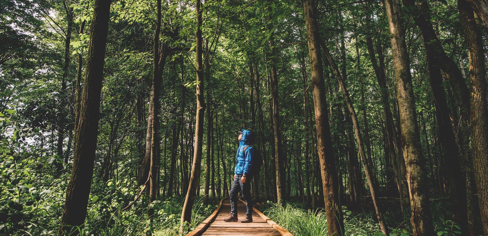 a person in the woods walking on a board walk