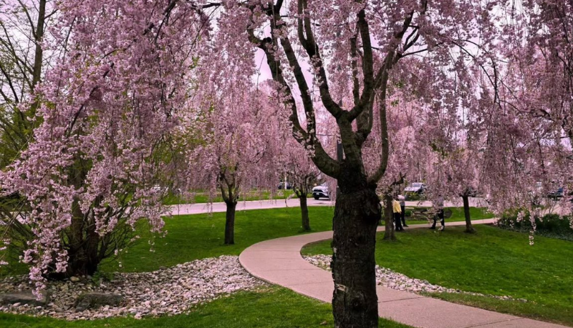 A path winds through cherry blossom trees in Springbank Park.