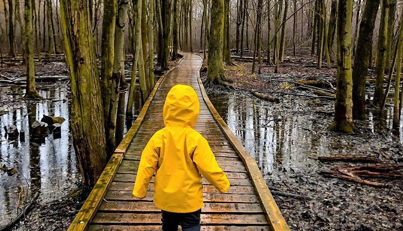 A child in a bright yellow rain jacket walking in Sifton Bog Environmentally Significant Area in London Ontario