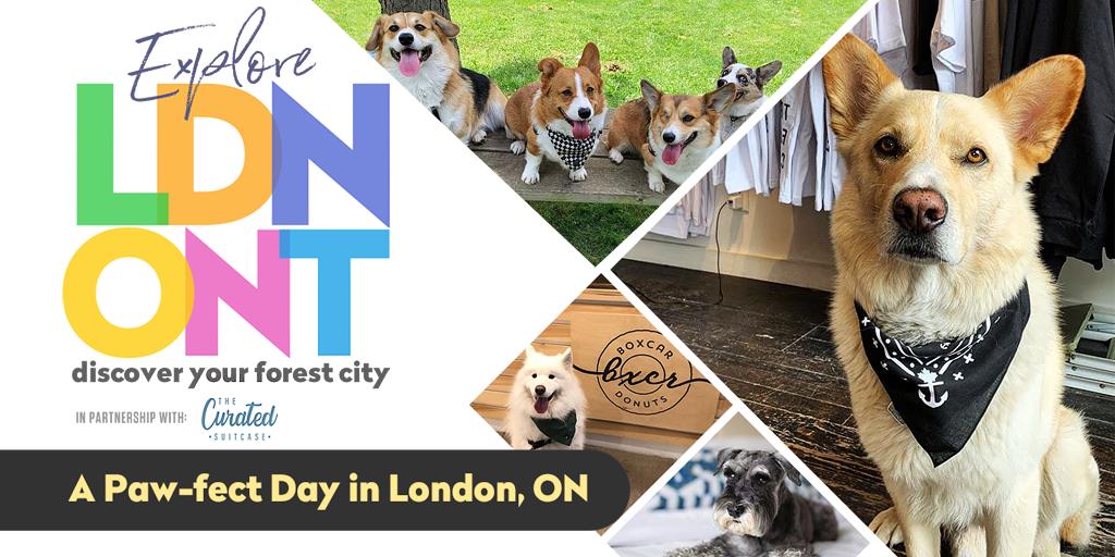 Are Dogs Allowed In Stores In Ontario