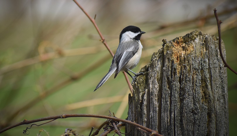 Black Capped Chickadee bird resting on a broken tree log