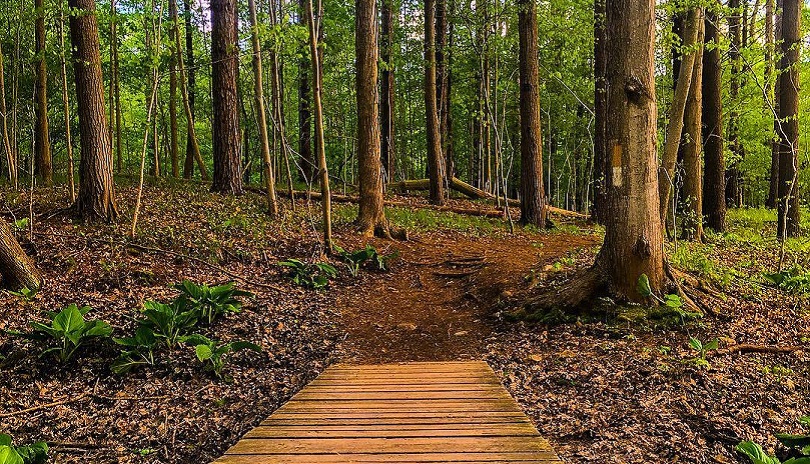 A bridge and trail leading into the forest at Kains Woods Environmentally Significant Area in London Ontario