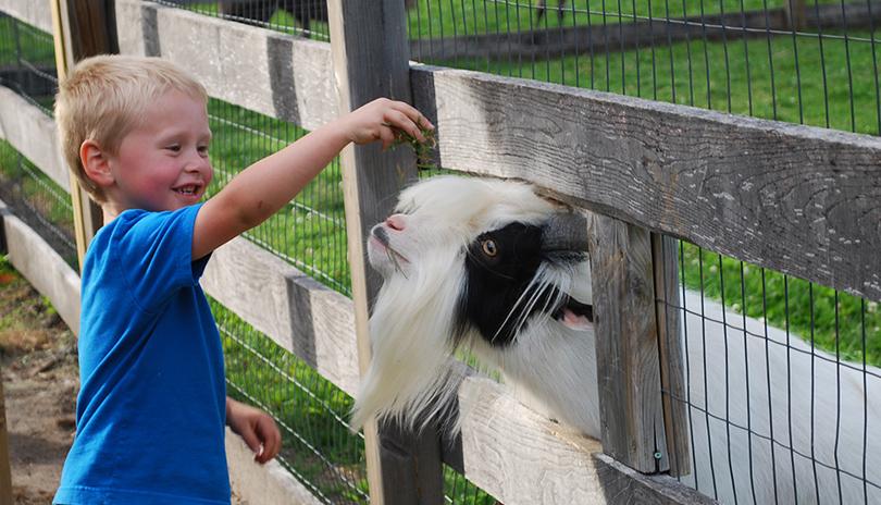 boy feeding goat