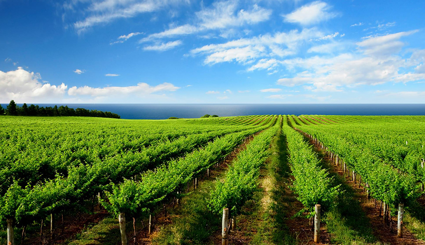 Rows of lush grape trees at a vineyard overlooking a body of water in Pelee Island, Ontario