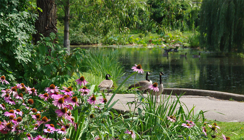 Three Canadian Geese walking on a paved pathway near a body of water in a park located in St. Thomas, Ontario